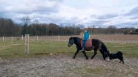 Kinderpony sucht Bestplatz Niedersachsen - Steinhorst Vorschau