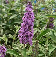 Zwerg Hänge Sommerflieder Little Lila 60-80cm - Buddleja Niedersachsen - Bad Zwischenahn Vorschau