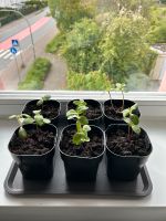6 Baby-Sonnenblumenpflanzen mit topf Hessen - Bad Vilbel Vorschau