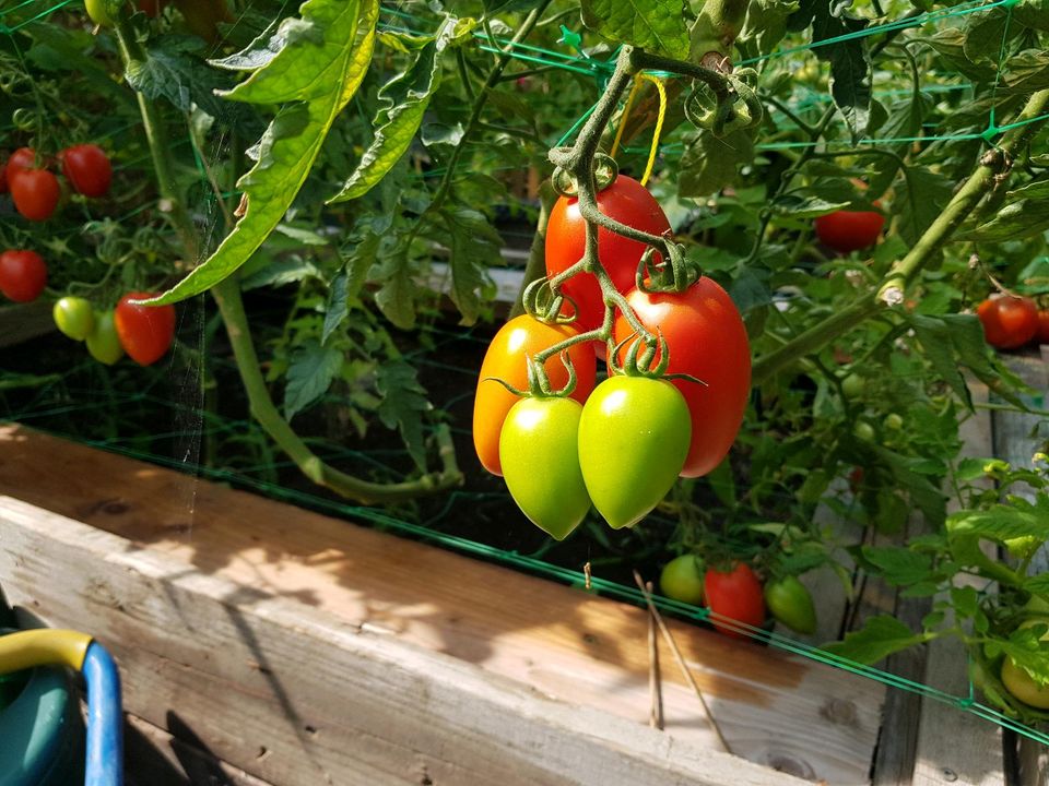 Tomatenpflanzen lieferung in Berlin