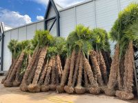 Trachycarpus Fortunei bis ca. 3,5 Meter Stammhöhe nur 349€ Baden-Württemberg - Ettenheim Vorschau