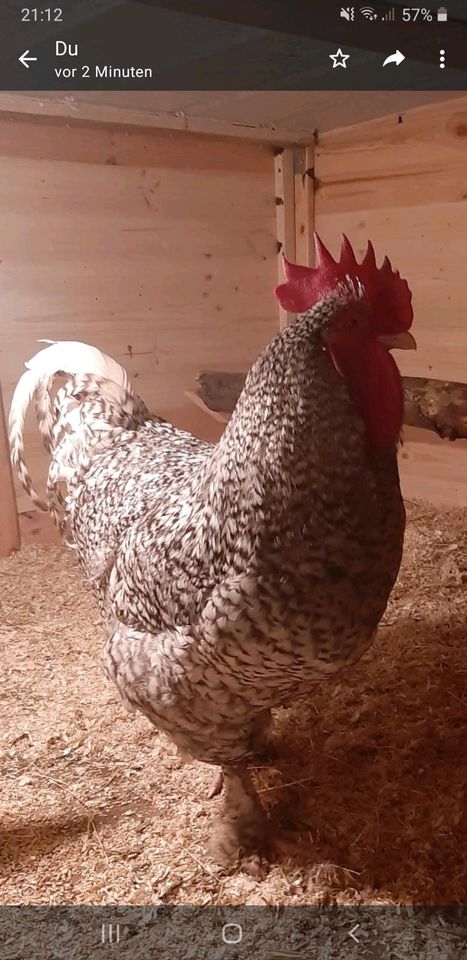 Mechelner Hühner, nicht Brut-Eier in Melle