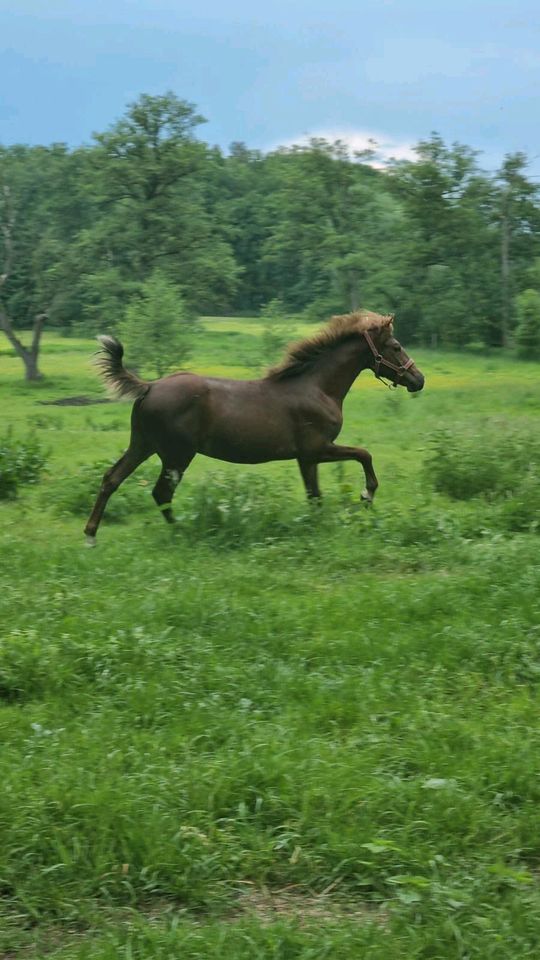 Lewitzer Pony Wallach in Perleberg