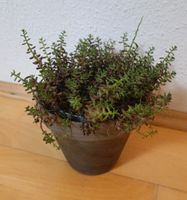 Sedum - Fetthenne Zimmerpflanze München - Trudering-Riem Vorschau