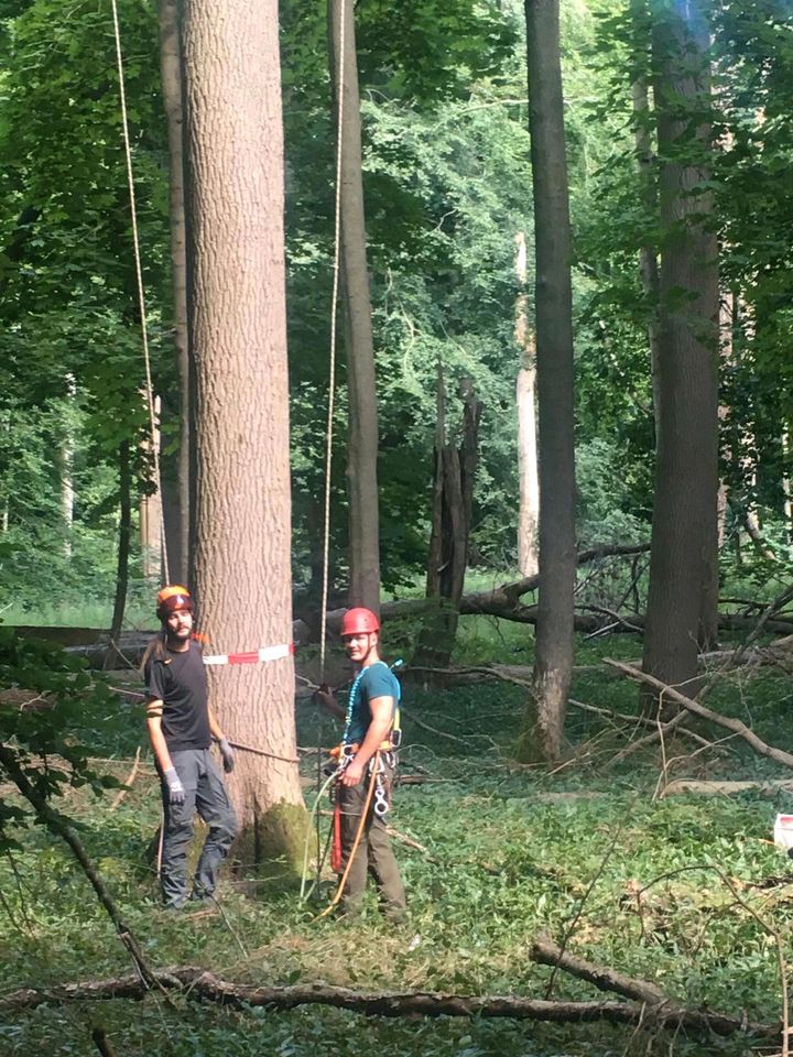 ❌️ Totholz entfernen Rückschnitt Formschnitt Freischnitt in Grimmen