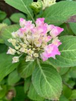 Hortensie im Topf Nordrhein-Westfalen - Steinfurt Vorschau