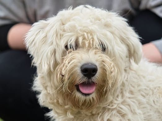 Teo Malteser/Bichon Rüde in Weichs