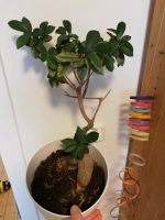 Pflanze ca 10 Jahre alt ähnlich Bonsai Nordrhein-Westfalen - Eschweiler Vorschau