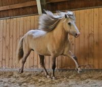 Islandpferd, Isländer, Isi, Tölter, Isabell, Schimmel Lüneburger Heide - Neuenkirchen Vorschau