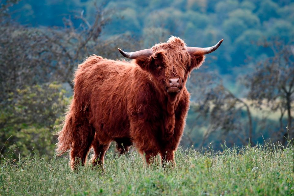 Hochlandrind Highland Cattle Deckbullen zur Zucht in Vaihingen an der Enz
