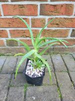 Aloe Zimmerpflanze Niedersachsen - Achim Vorschau