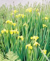 Wasserpflanze gelbe Iris Niedersachsen - Ahlerstedt Vorschau