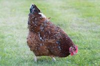 Landhandel Rupp Geflügelverkauf  Blumenhühner, Maran usw. Hennen Rheinland-Pfalz - Framersheim Vorschau