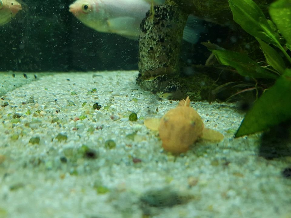 GOLDENE( Albino) Braune Antennenwelse   Ancystrus Stück 1 Euro in Darmstadt