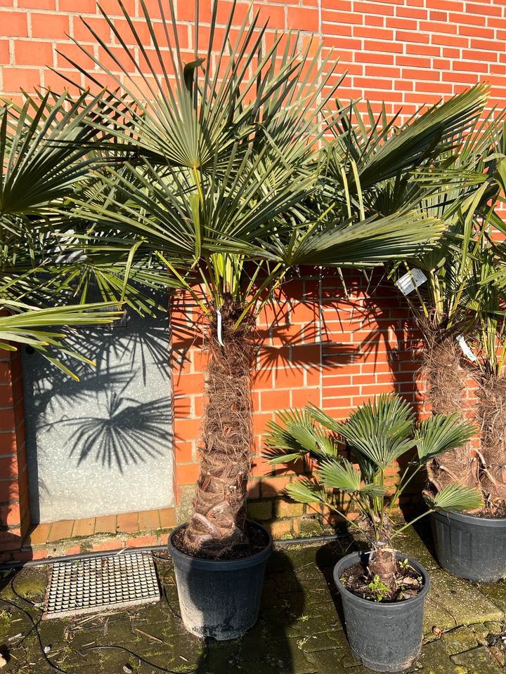 Trachycarpus fortunei, Chinesische Hanfpalme in Brüggen