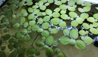 Schwimmpflanzen Aquarium Sachsen - Königsbrück Vorschau