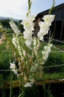 Großblumige Gladiole 'Fiorentina' weiß Gladiolus Hessen - Liebenau Vorschau