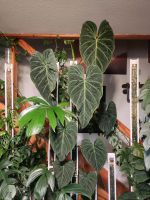 Philodendron Splendid Stecklinge Hessen - Lorsch Vorschau