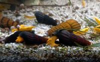 Tylomelania sp. Orange Schnecke (DNZ) Felsenschnecke Sulawesi Dresden - Seevorstadt-Ost/Großer Garten Vorschau