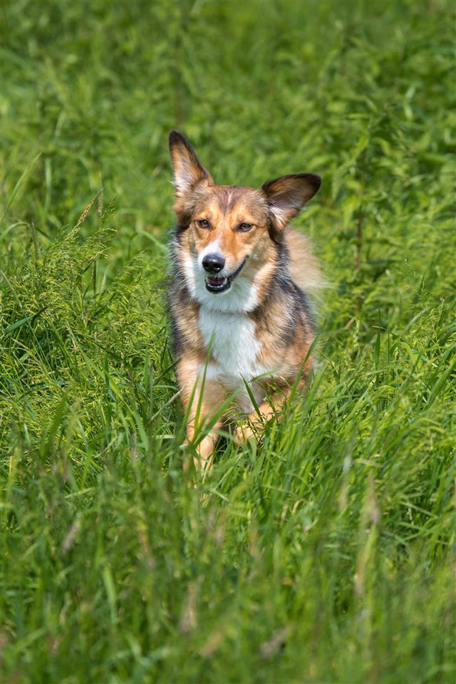 Hunde-/Tier-Fotoshooting-Gutschein! Köln+Umgebung! inkl.Fotos in Overath