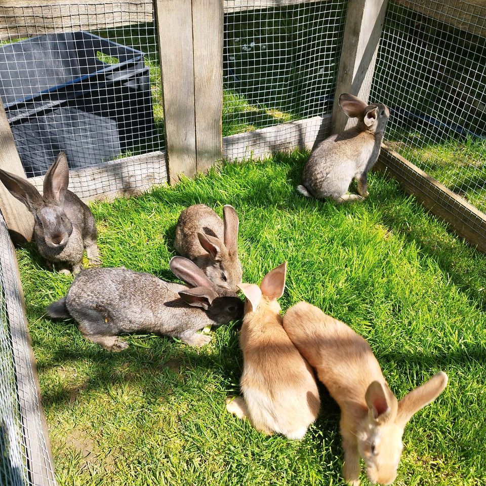 Wunderschöne deutsche Riesen Hasen in Aitrang