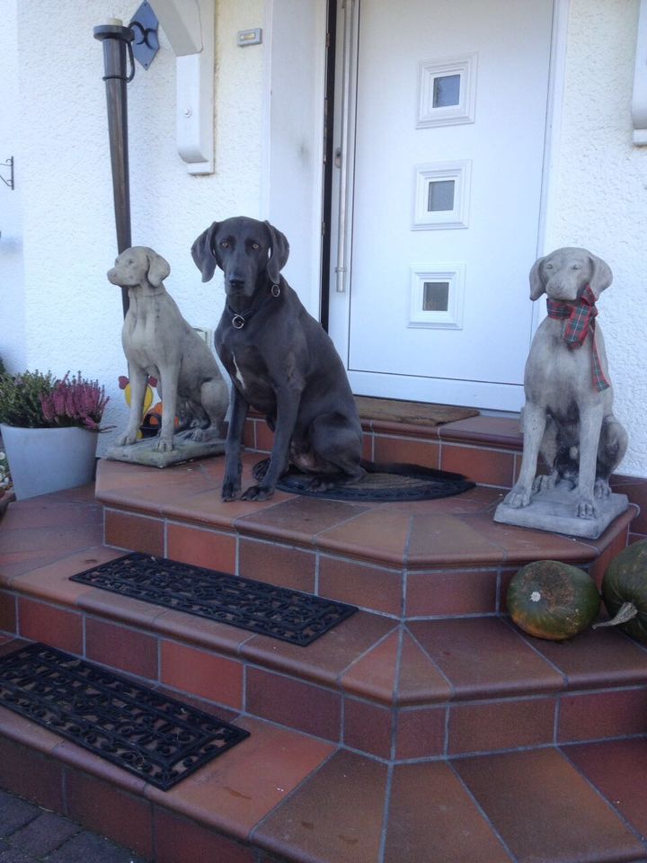 ‼️Pointer Weimaraner Vizsla Kurzhaar Ridgeback Windhund Jagdhund in Magdeburg