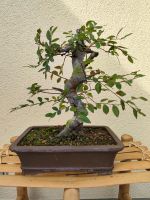 Chinesische Ulme Bonsai Bayern - Neumarkt i.d.OPf. Vorschau