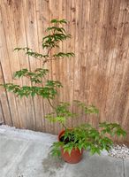 Japanischer Fächer-Ahorn (Acer palmatum) Baden-Württemberg - Heidelberg Vorschau