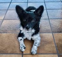 Kleiner, sehr kinderlieber Hund, 30 cm, Rüde (intakt), 7 Jahre Hessen - Hainburg Vorschau