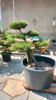 Gartenbonsai, Formgehölz, Niwaki, Japangarten, Hakenkiefer Pinus Sachsen-Anhalt - Derenburg Vorschau