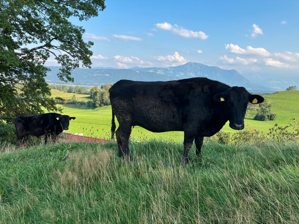 Wagyu Rinder, Ochsen, Kühe in Waltenhofen