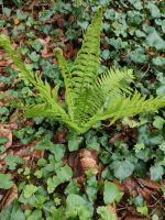 Waldfarn abzugeben Schleswig-Holstein - Reinbek Vorschau