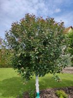 Bio Apfelbaum mit rotem Fruchtfleisch Rheinland-Pfalz - Gauersheim Vorschau
