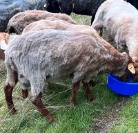 Coburger Fuchsbock Niedersachsen - Vorwerk bei Tarmstedt Vorschau