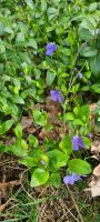 Bodendecker immergrün/ Lila (Vinca Minor) Bayern - Oberviechtach Vorschau