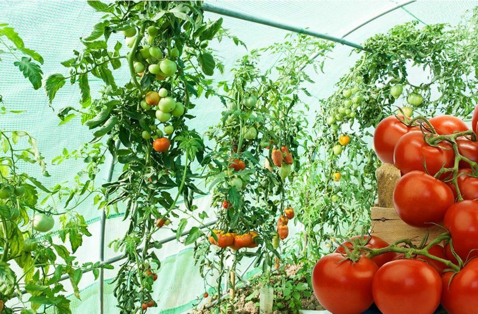 2x3m 2x4m 2x5m 3x6m 3x8m 3x10m Gewächshaus Foliengewächshaus Folienzelt Tomatenhaus AKTION !!!! in Berlin