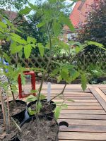 Tomatenpflanzen 4 Stück „Green Zebra“ Niedersachsen - Salzhausen Vorschau