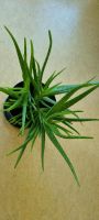 Aloe vera Pflanzen  Topfpflanze Blumentopf Hessen - Lohfelden Vorschau