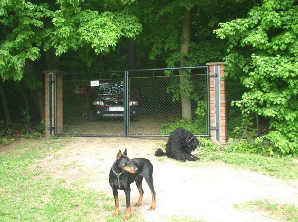 Ferienhaus Harz mitten im Wald 2 Pers. riesen Garten, POOL, Hunde in Sangerhausen