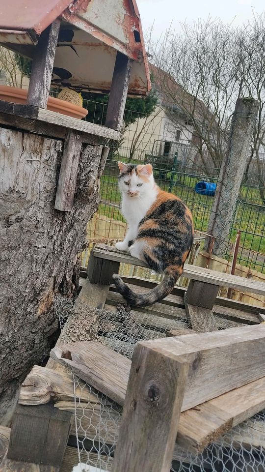 Katze Vermisst in Hungen Steinheim in Hungen