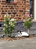 Katze vermisst Sachsen-Anhalt - Kalbe (Milde) Vorschau