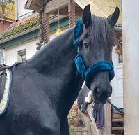 Showmaster Plüsch in Blau mit Strick Pferd Baden-Württemberg - Schorndorf Vorschau