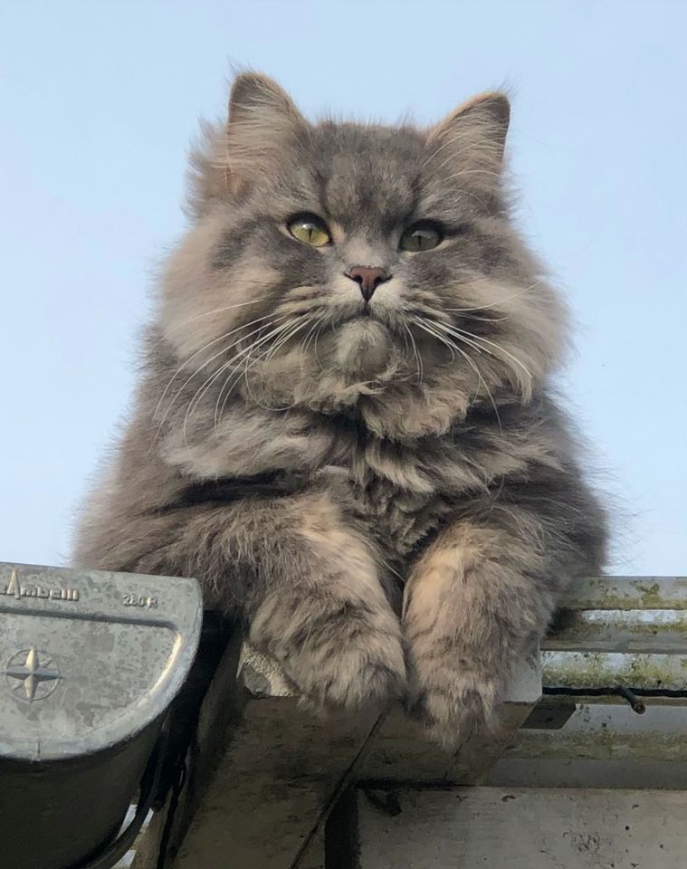 Katze vermisst in Bad Zwischenahn Ekern in Bad Zwischenahn