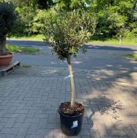 olivenbaum olea europae 130 cm olivenbäume Lingen (Ems) - Wachendorf Vorschau