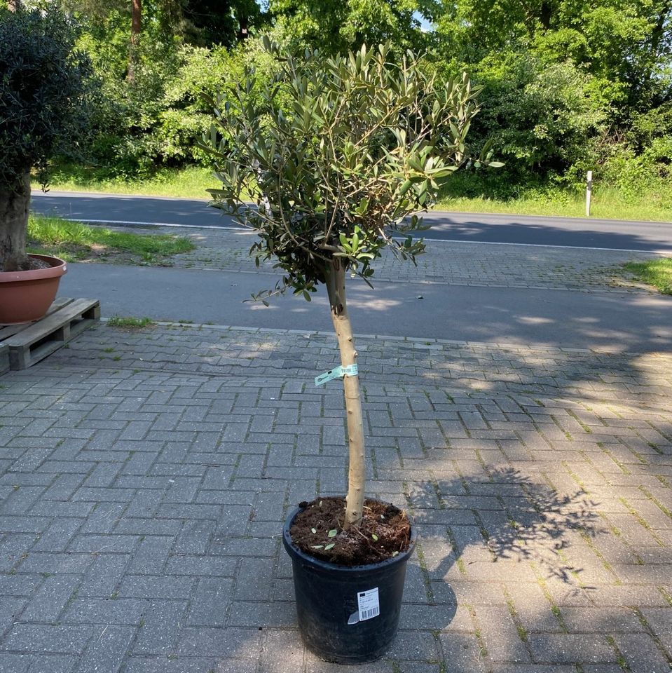 olivenbaum olea europae 130 cm olivenbäume in Wachendorf