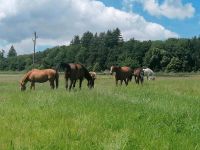 Aktivstall/Offenstall Baden-Württemberg - Stockach Vorschau