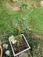 Rosenpflanze gelb inklusive Topf 110 cm West - Sindlingen Vorschau