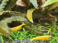 10 x Neocaridina Yellow Fire Garnele Baden-Württemberg - Nußloch Vorschau