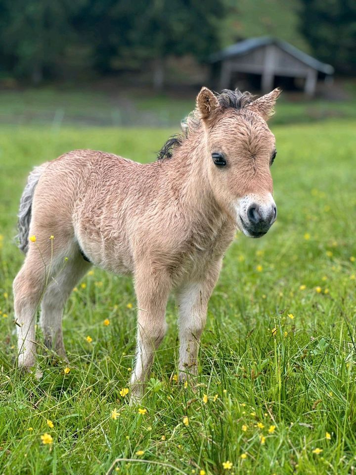 Minishetland Hengstfohlen in Künzing