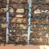 Starkes Carnica-Bienenvolk ohne Rähmchen Baden-Württemberg - Waghäusel Vorschau